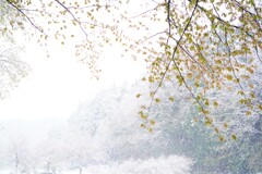 春なのか冬なのか桜なのか？？