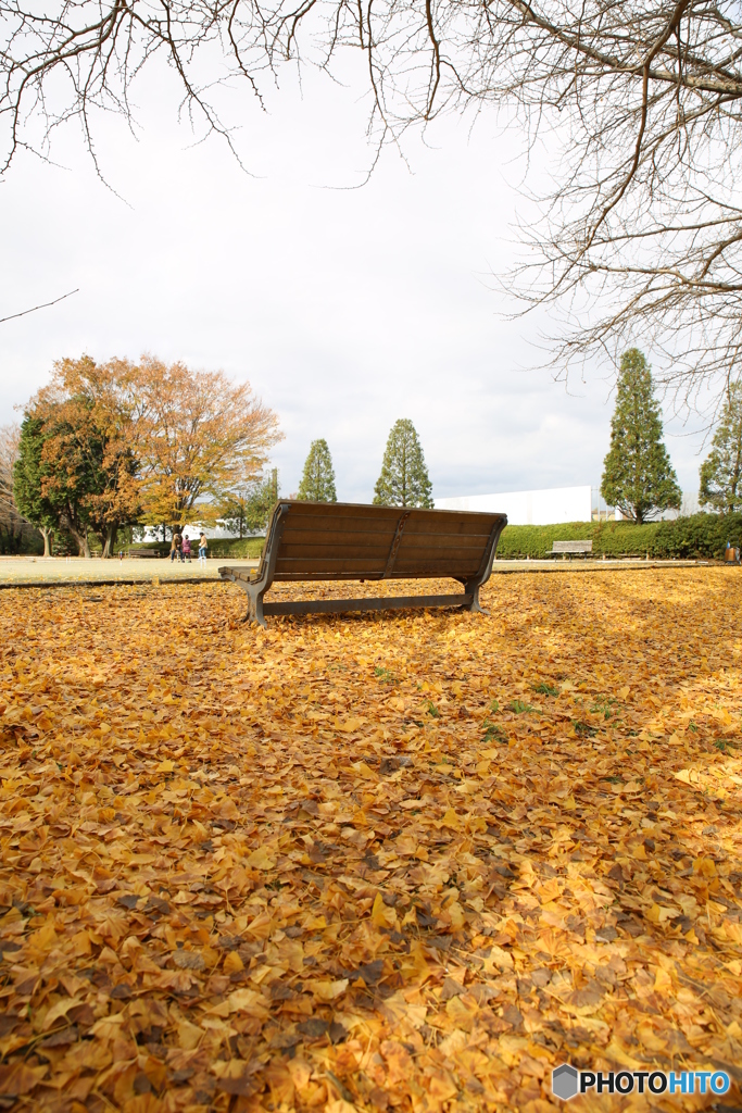 昭和公園　銀杏とベンチ