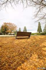 昭和公園　銀杏とベンチ
