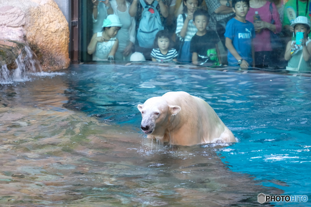 シロクマのシャンブイの背中はこけだらけ