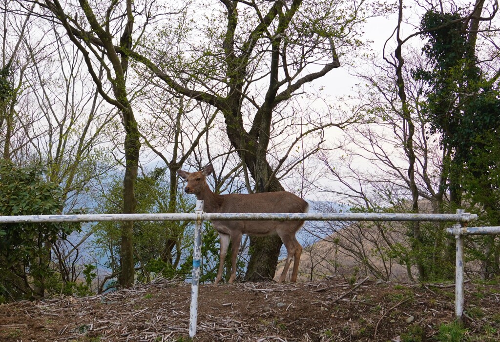 大野山の鹿