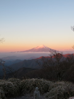 紅富士