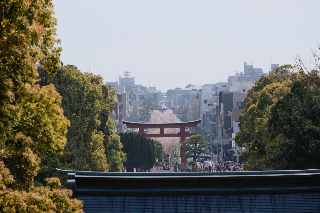 遠くに桜