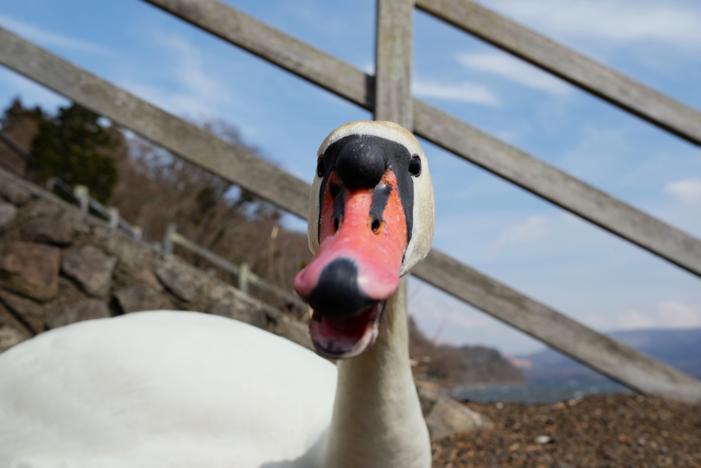 ふう