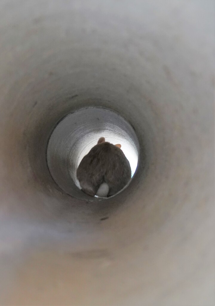 尻が