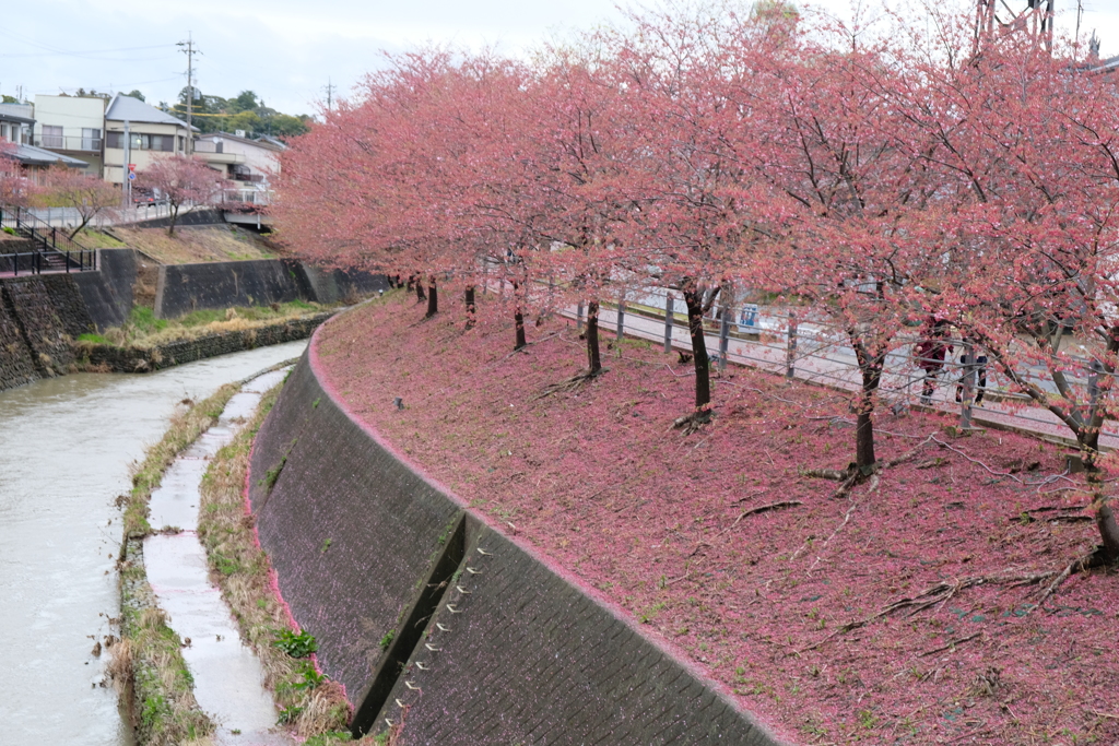 掛川桜