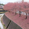 掛川桜