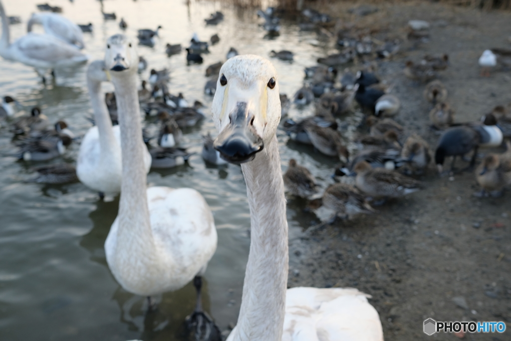 北浦　白鳥の郷　2018