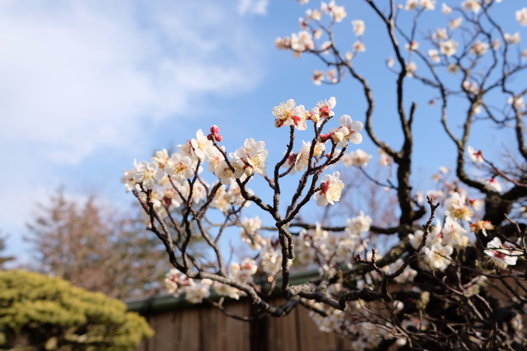 梅の花