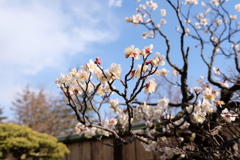 梅の花