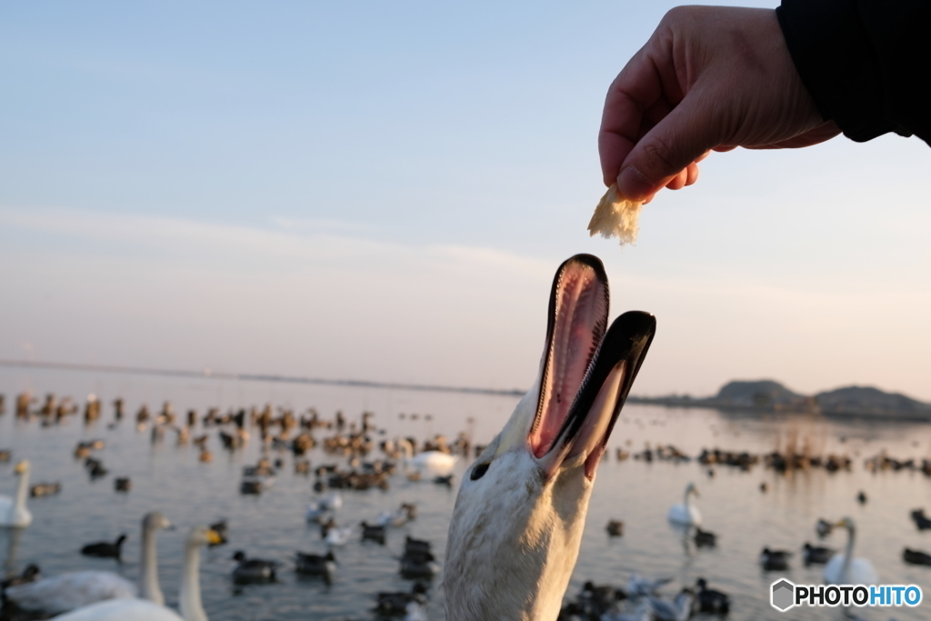 北浦　白鳥の郷　オオハクチョウ　2018