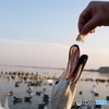 北浦　白鳥の郷　オオハクチョウ　2018