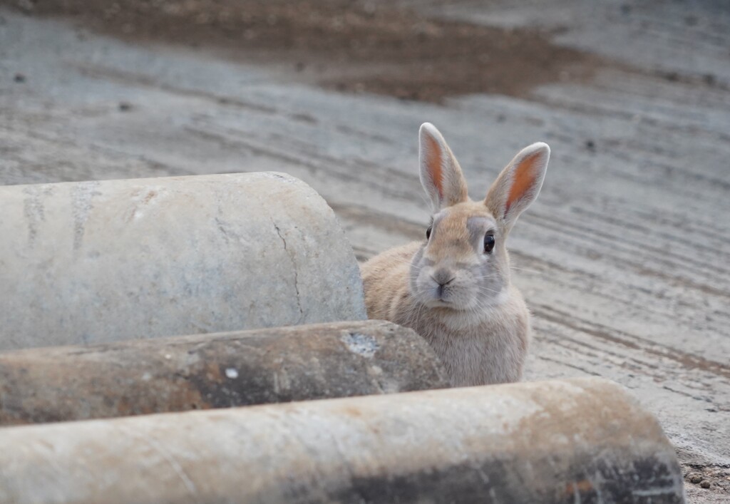 うさぎさん