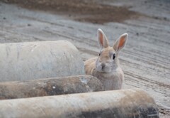 うさぎさん