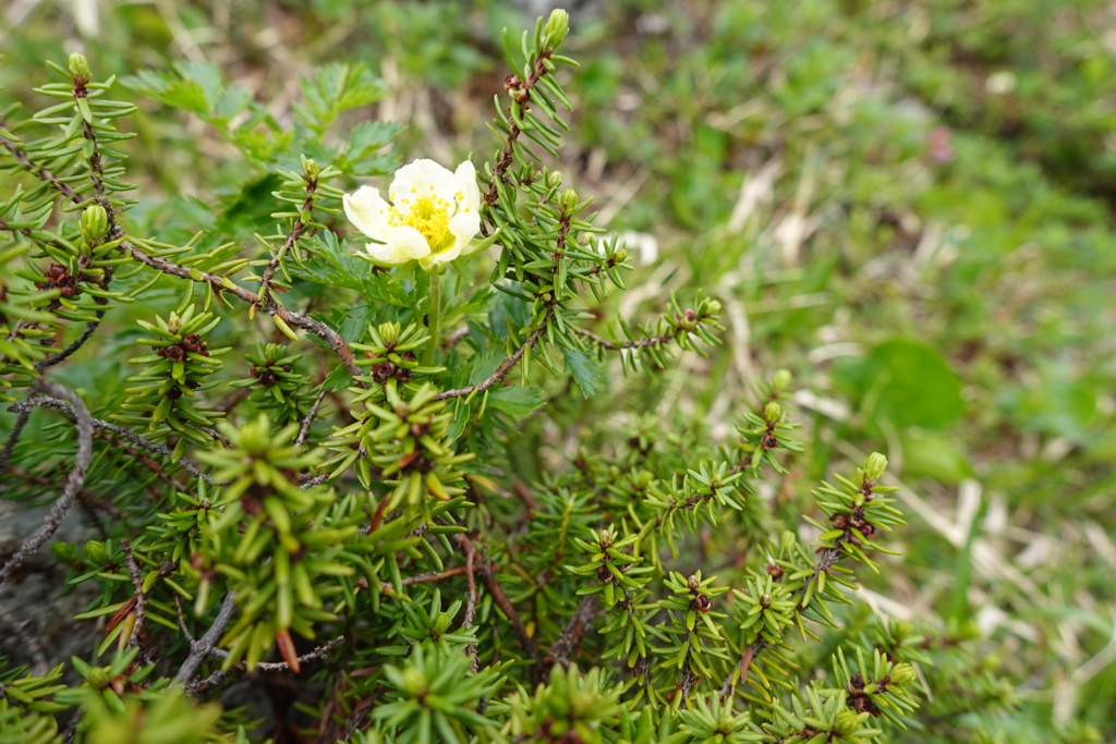 高山植物　その１