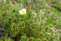 高山植物　その１