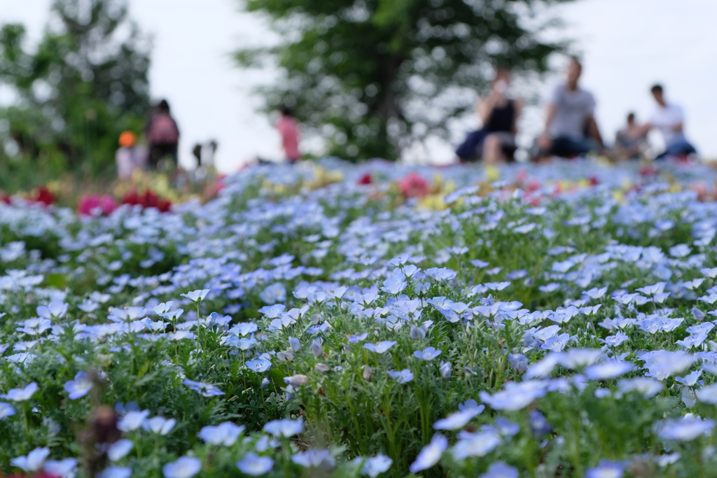 羊山公園