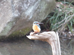 カワセミ