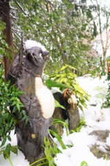 高尾山の狸