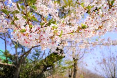 桜まだまだあるよ～　イン　高尾山