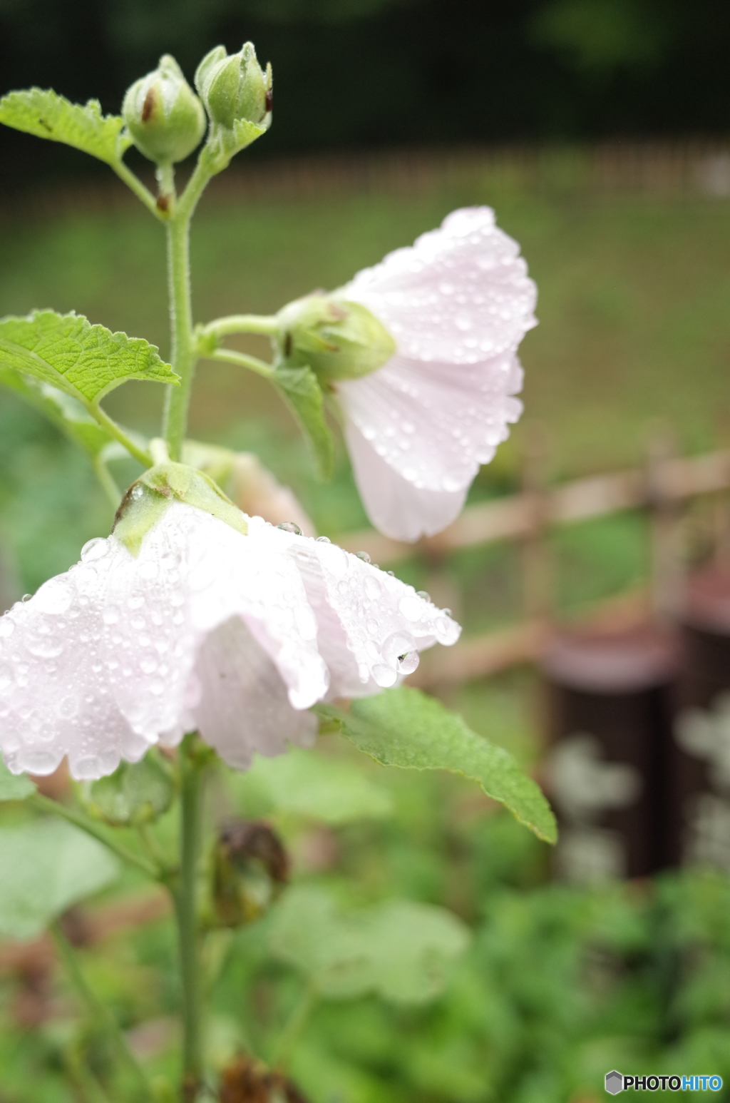 雨上がり