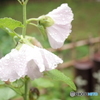 雨上がり