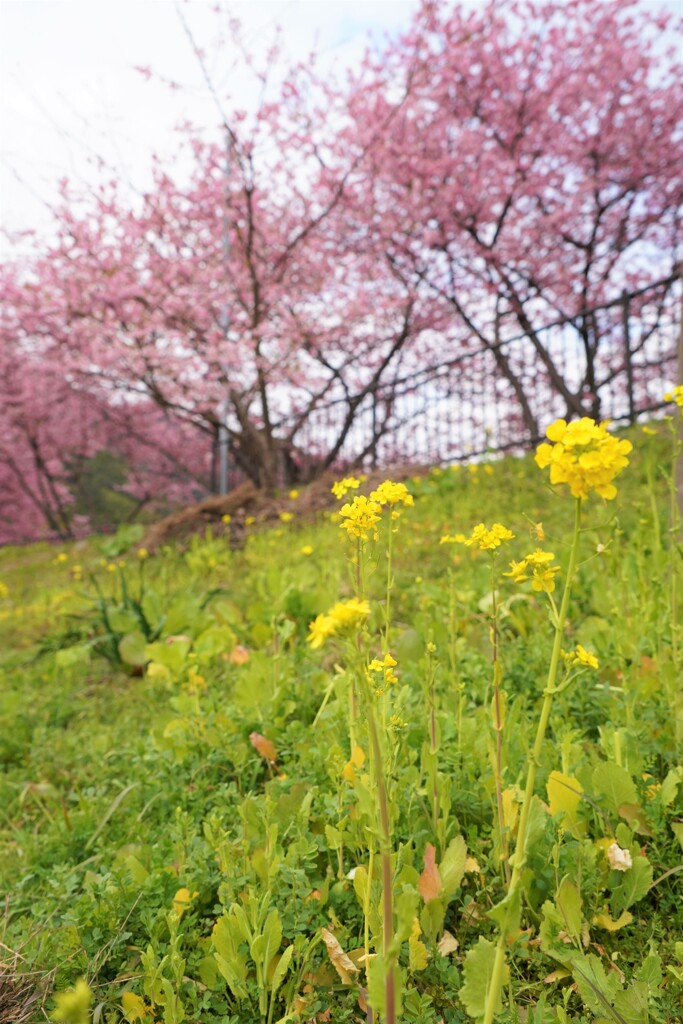 桜