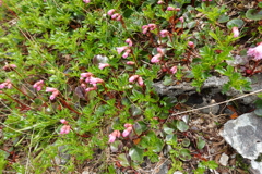 高山植物　その2