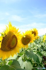 明野のひまわり