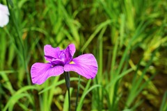 あやめ　→　勝負　→　菖蒲
