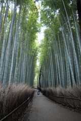 京都の竹林