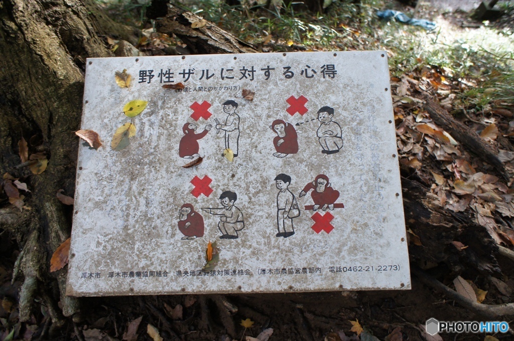 さるに対する心得