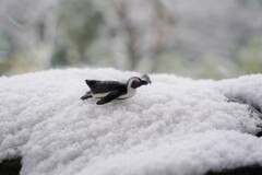ペンギンが元気
