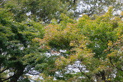 紅葉はまだだね