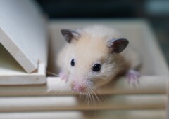 おはよ～　ハムスターのクマです。
