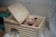 おハム～　両手をそろえてご挨拶