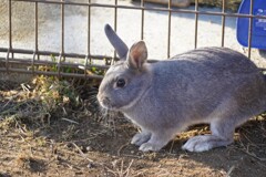 うさぎさんだぴょん