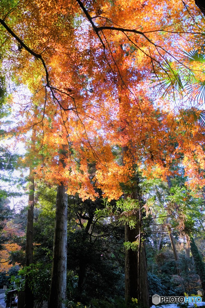 鎌倉の平成最後の紅葉