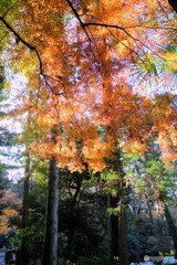鎌倉の平成最後の紅葉