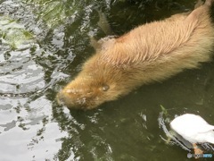 カピバラの水死体を発見！　コールダック先生が事件性を調査中