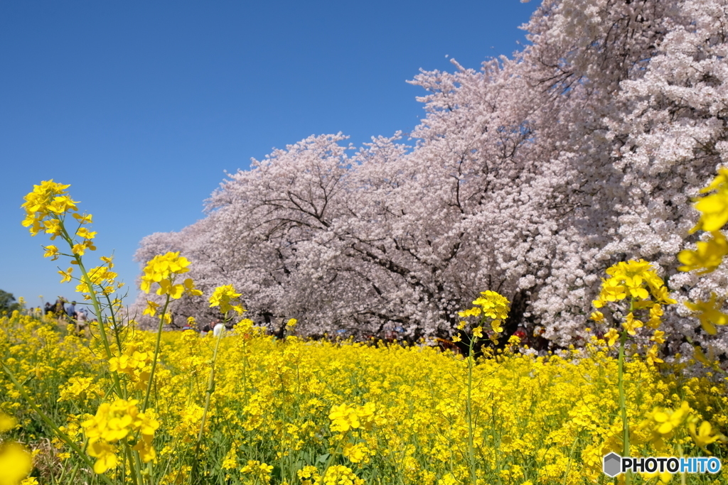 熊谷桜堤