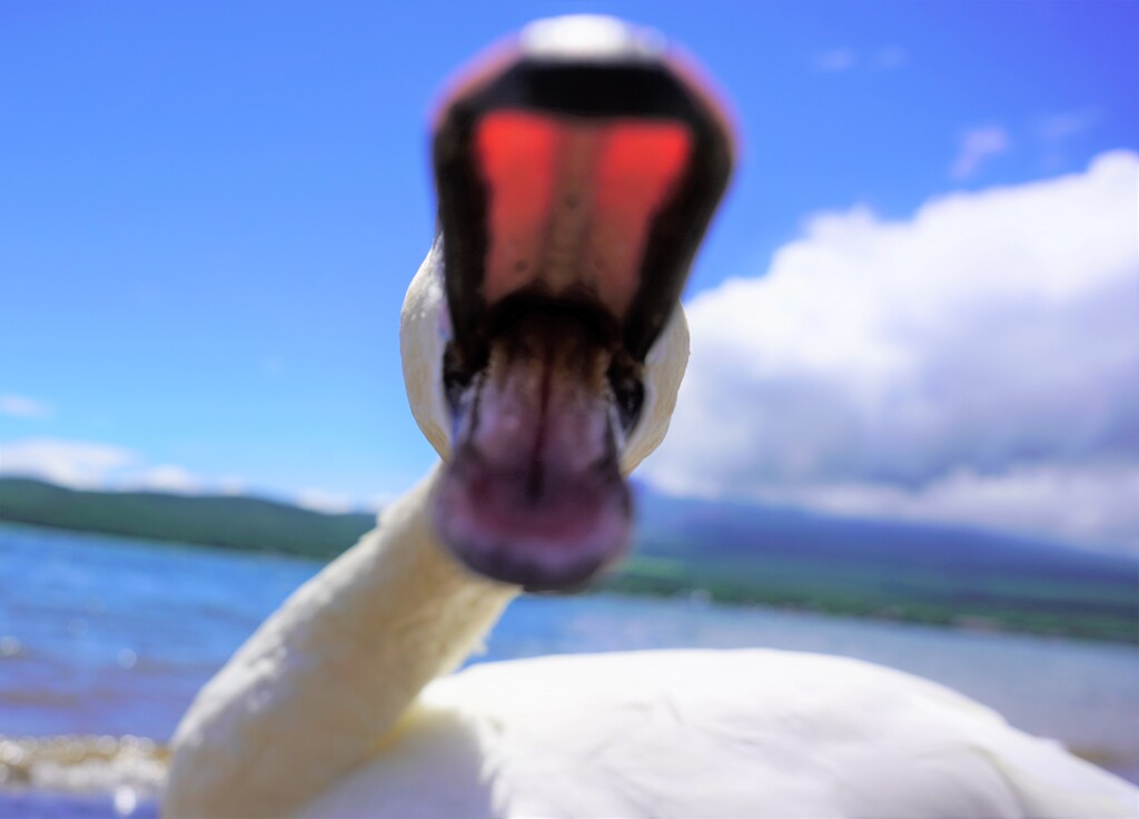 歯がないのです。。