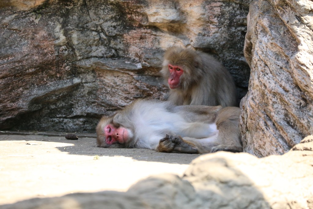 近くのオリにはクマがいるんだよ 死んだふりしとけって