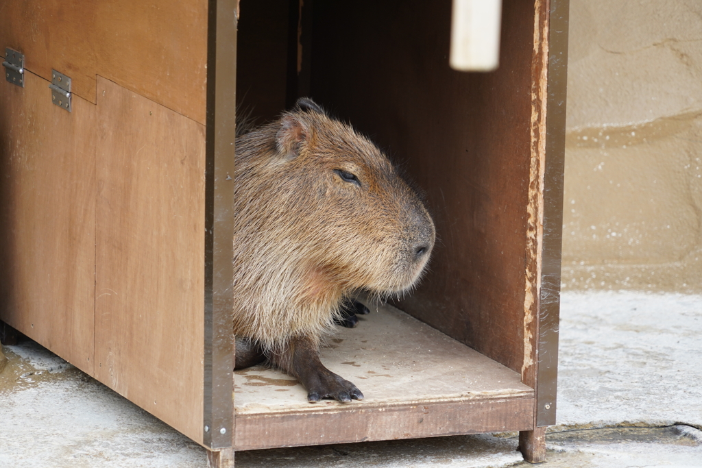 カピバラさん