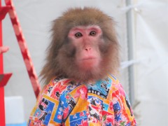 外苑にサル？？　お祭りで猿回しがきてました。