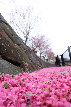 掛川桜