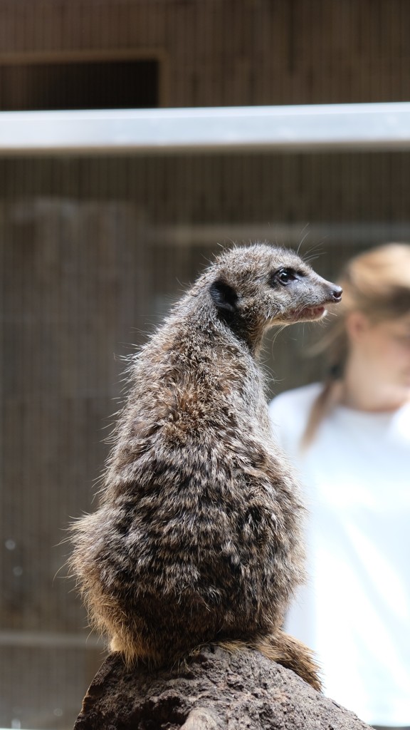 上野動物園のミーヤキャット