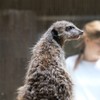上野動物園のミーヤキャット