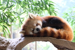 まどろみ中
