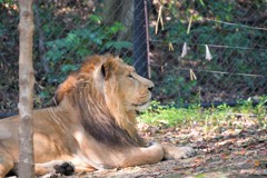 ライオン　動物の瞳AFが効いた